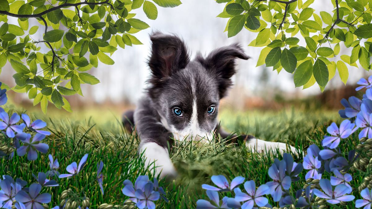adobe premiere photoshop elements 2023 image