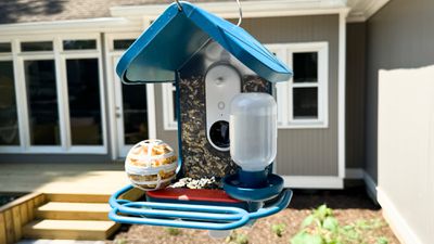 bird buddy bird feeder