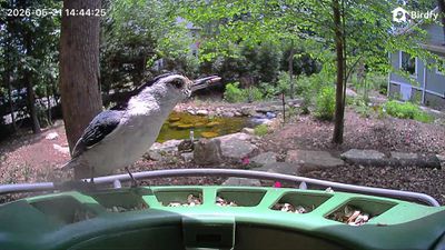 birdfy example image