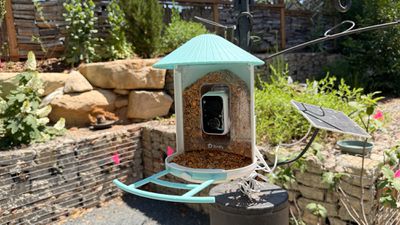 birdfy feeder main image