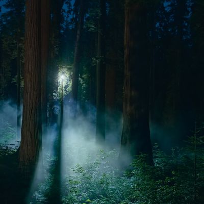 macos sequoia wallpaper night