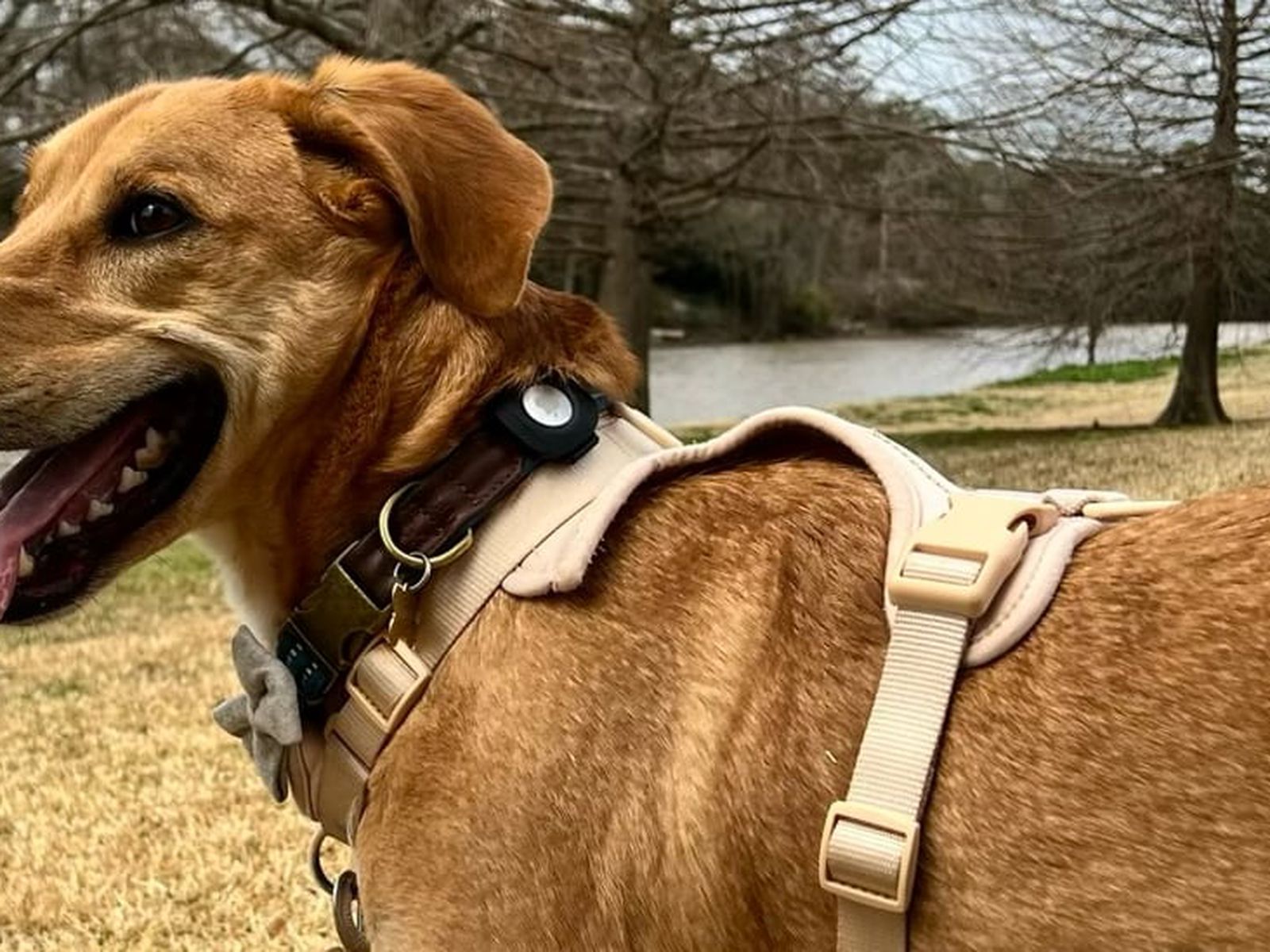 Apple AirTags for Dogs: Is It Worth It? Pros & Cons