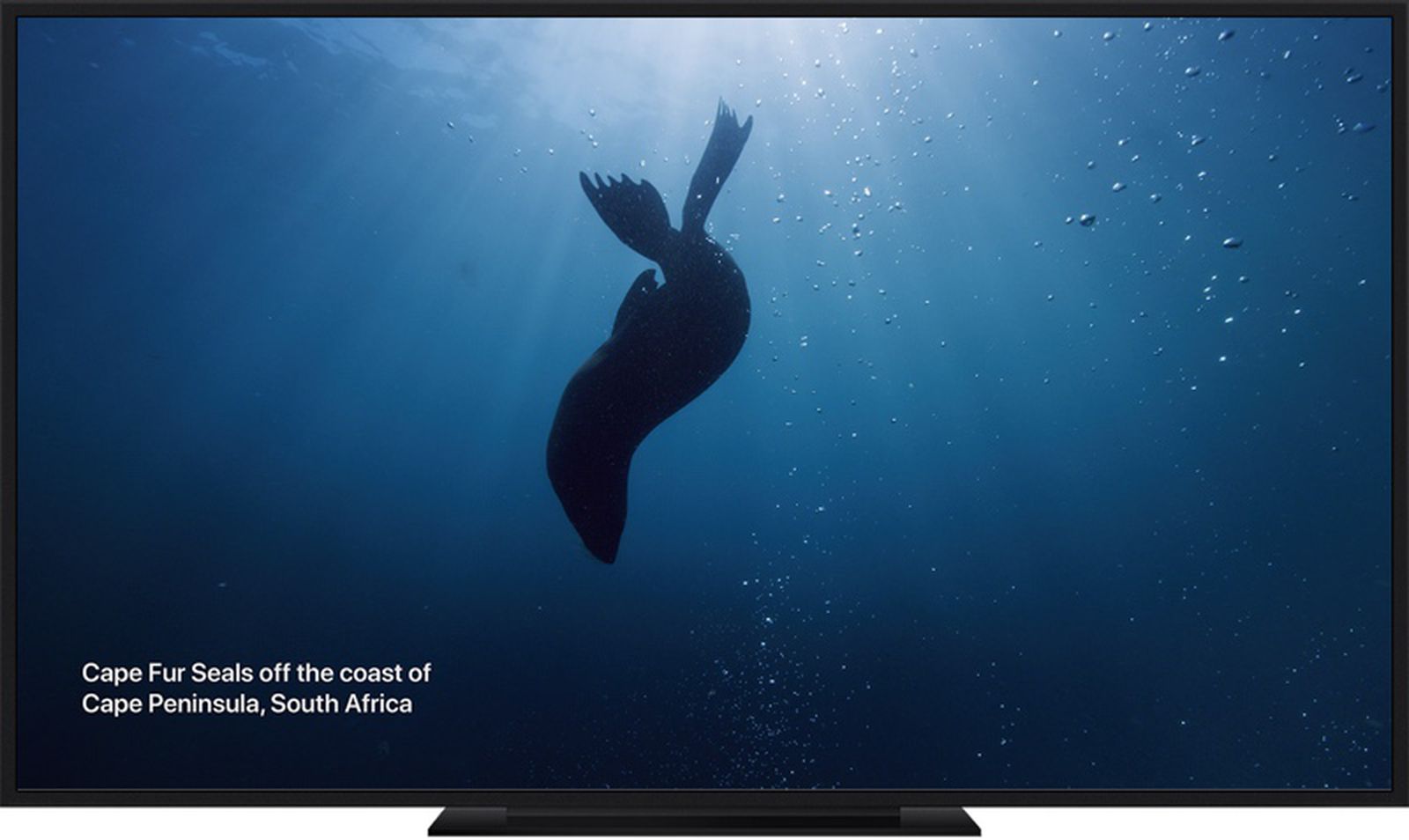Diplomati i mellemtiden Normalisering New Under the Sea Themed Screen Savers Now Available on Apple TV in tvOS 13  - MacRumors