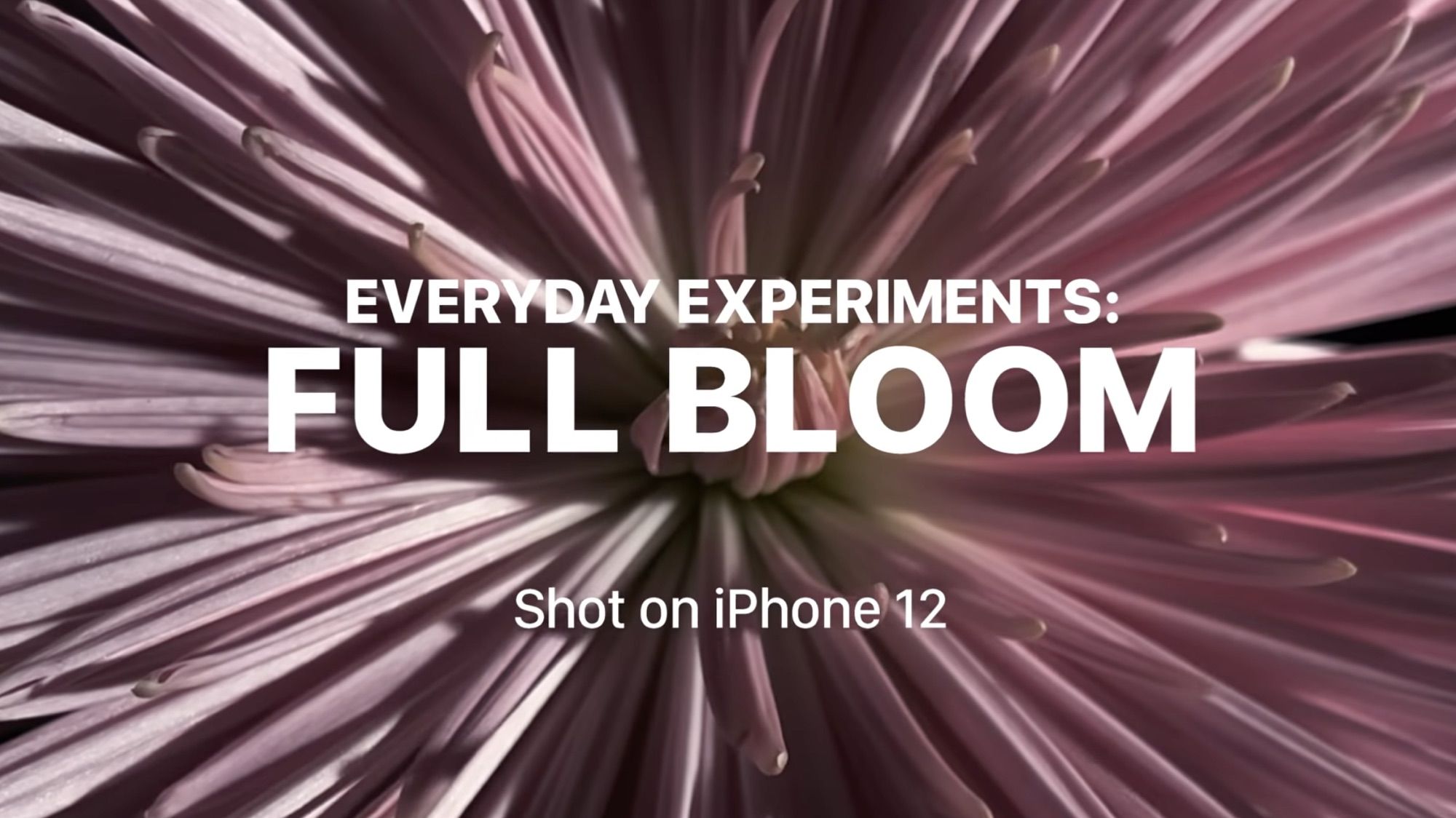 photo of Apple Shares 'Full Bloom' Shot on iPhone 12 Video Featuring Flowers image