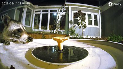 birdfy bird bath pro raccoon